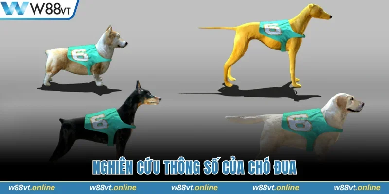 Chú ý thông số của chó đua